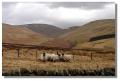 sheep_sheriffmuir03896z