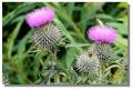 thistle_colzium5934z