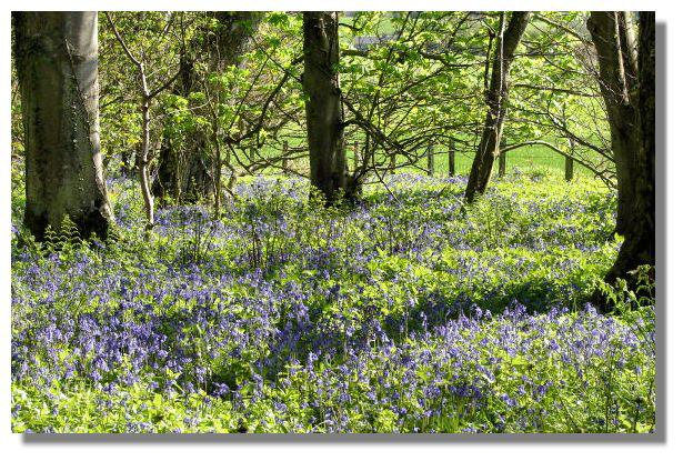 Scottish Bluebells, Culzean Castle Country Park