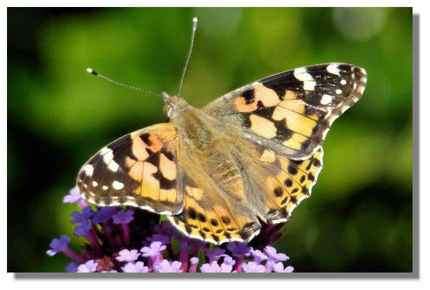 Butterfly, Painted Lady