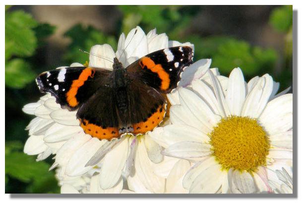 Butterfly, Red Admiral