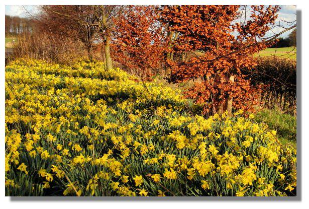Daffodils, Coastal Path, Aberdour, Fife