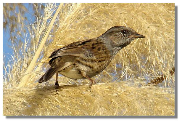 Dunnock on Pampas Grass, Perthshire