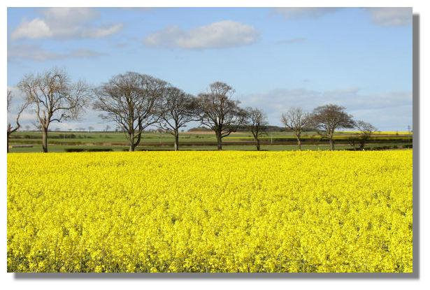 Fields of Oil Seed, Fife