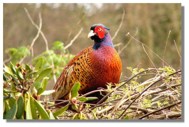 Pheasant, Glendoick, Perthshire