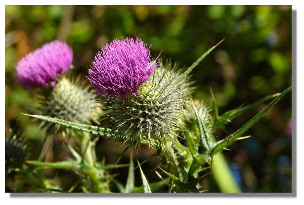 Thistles, Culzean Castle Country Park