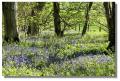 bluebells_culzean9290z