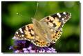 butterfly_painted_lady_culzean00257z