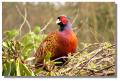 pheasant_glendoick9061z