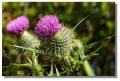 thistle_culzean786z