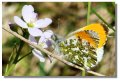 butterfly_orange_tip_male_bald02826z