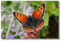 butterfly_small_copper_ardardan04718z