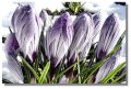 crocus_snow_edge01985z