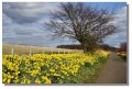 daffodils_aberdour02328z