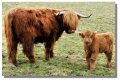 highland_cows_pollok02205z