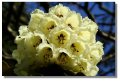 rhododendron_culzean02749z