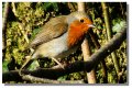 robin_culzean02118z