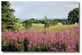 rosebay_willowherb_bald04213z