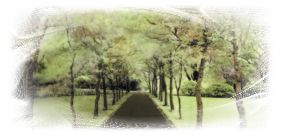 Avenue of Hornbeam, Glenapp Castle