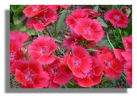 Pinks in Harmony Garden