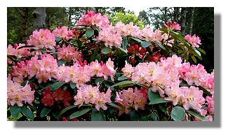 Rhododendron