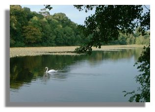 Swan Pond