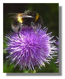 Thistle and Bee