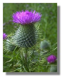 Wild Thistle