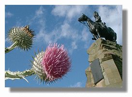 Woolly Thistle