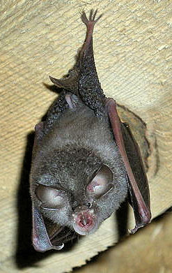 Pipistrelle Bat