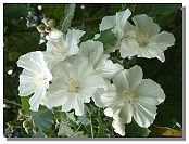 Abutilon