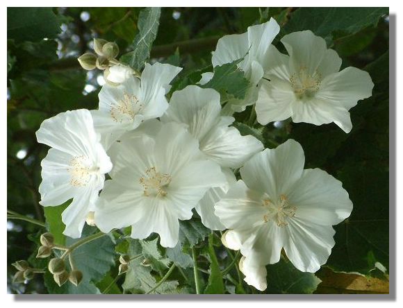 Abutilon Vitifolium Album