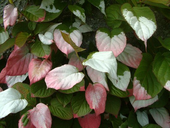 Actinidia Kolomitka