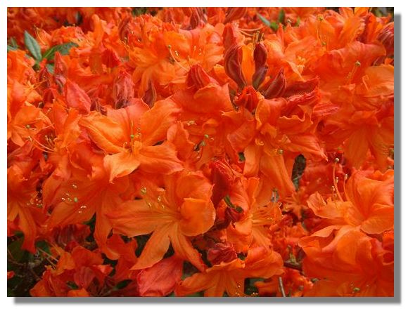 Azalea