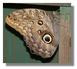 Banded Owl Bitterfly