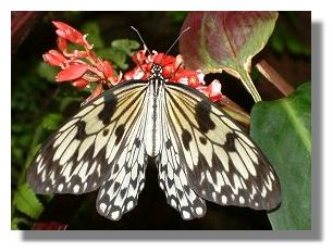 Tree Nymph Butterfly
