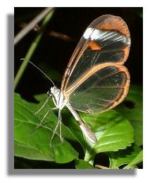 Glasswing Butterfly