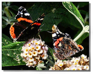 Red Admiral Butterflies in the Garden, Hill of Tarvit Mansion