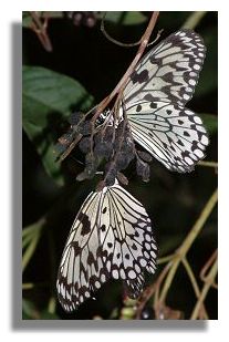 Tree Nymph Butterfly
