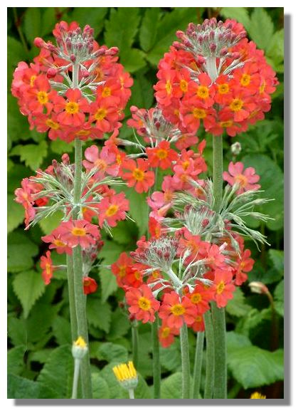 Candelabra Primula