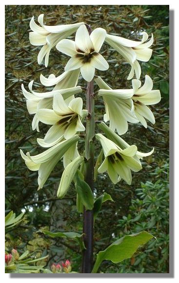 Cardiocrinum Yunnanensis