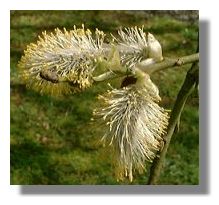 Catkins