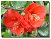 Chaenomeles