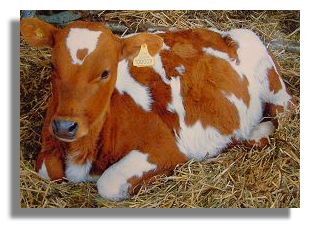 Calf