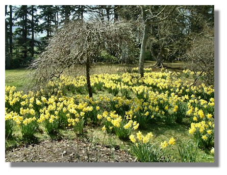 Daffodils at Kailzie Gardens