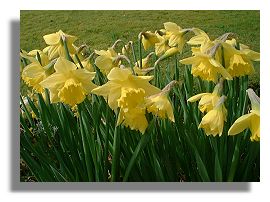 Daffodils