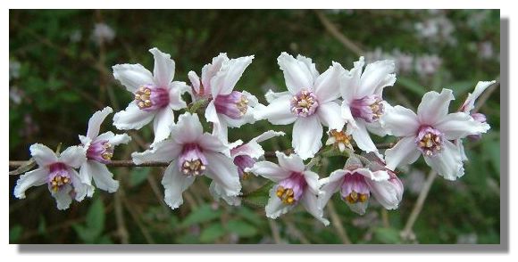 Deutzia