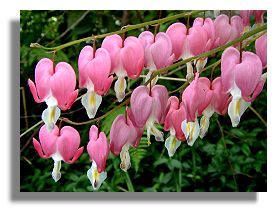 Dicentra