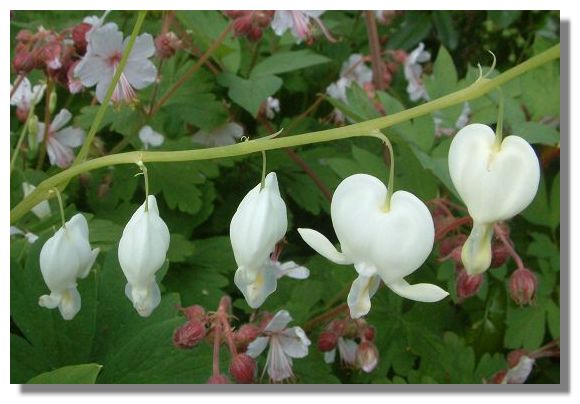 Dicentra Alba
