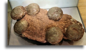 Dinosaur Eggs